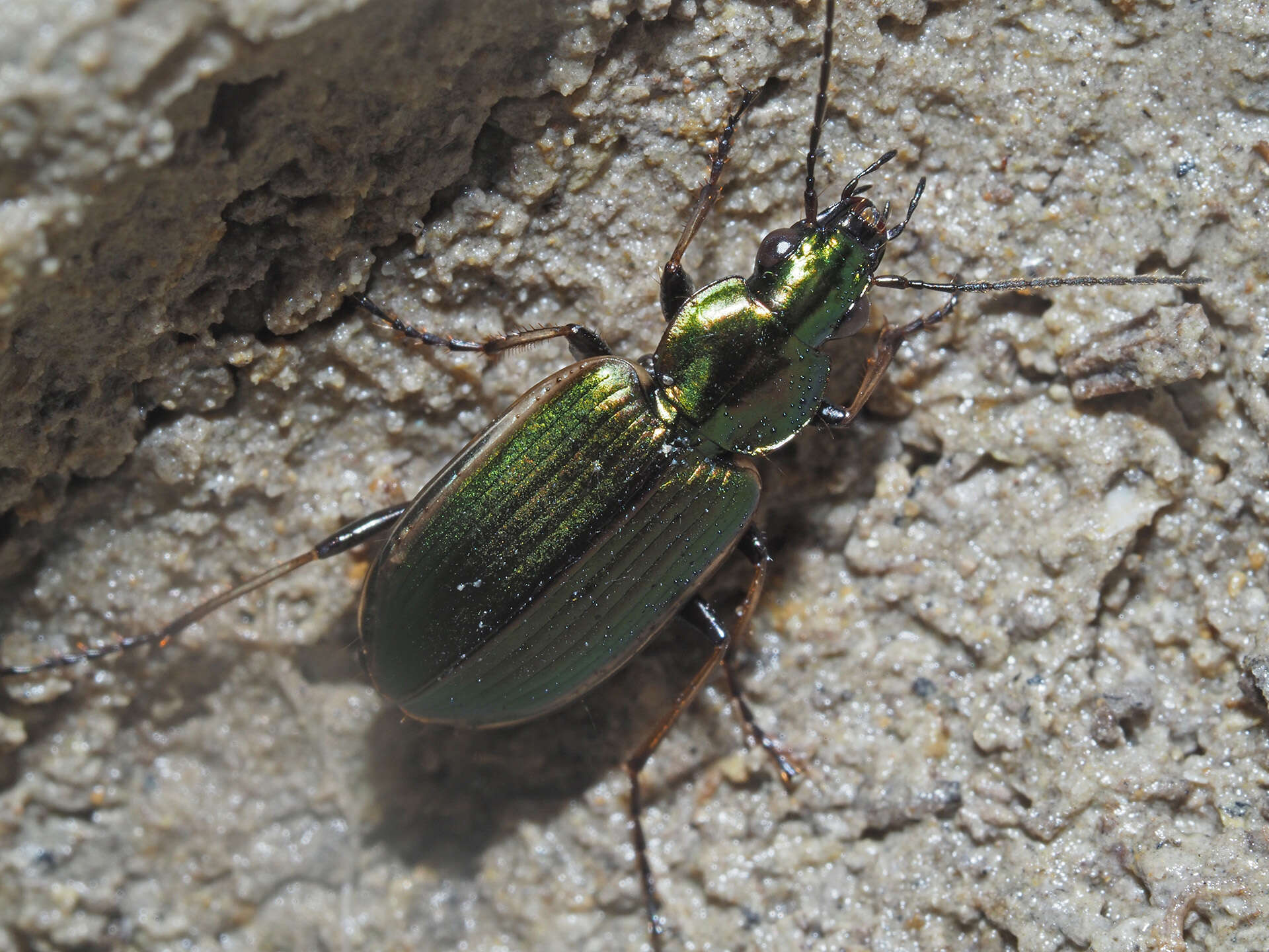 Image of Agonum (Agonum) marginatum (Linnaeus 1758)