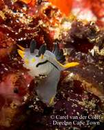 Image of Crowned nudibranch