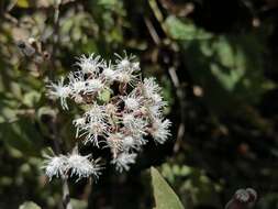 Chromolaena collina (DC.) R. King & H. Rob. resmi