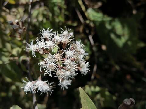 Image of Chromolaena collina (DC.) R. King & H. Rob.