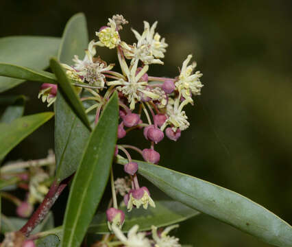 Image of Drimys aromatica (R. Br.) F. Müll.