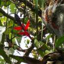 Image of Aechmea triangularis L. B. Sm.