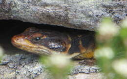 Image of Pseudocordylus microlepidotus microlepidotus (Cuvier 1829)