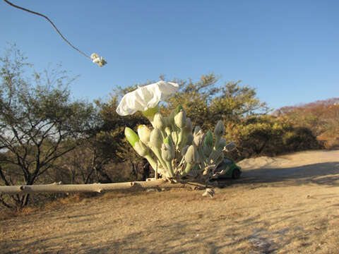 Image of Tree morning glory