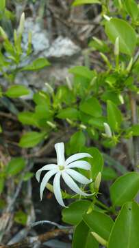 Imagem de Jasminum greveanum Danguy ex H. Perrier