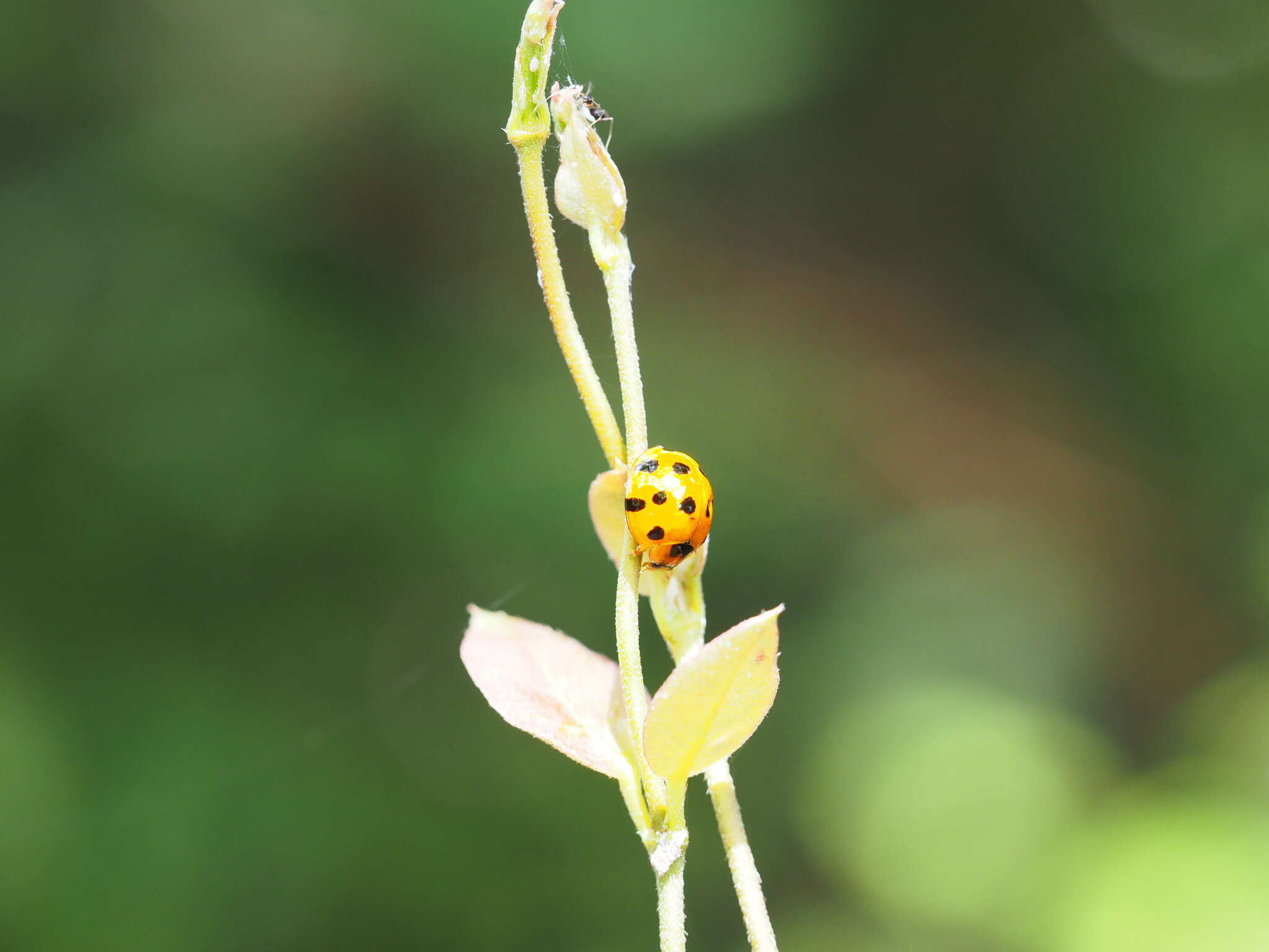 Image of Ladybird beetle