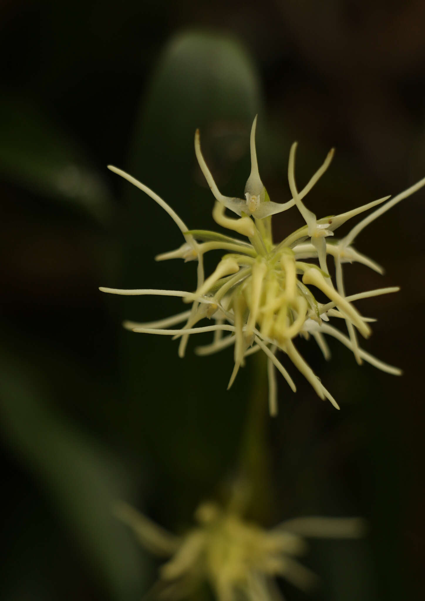 Image of Bulbophyllum cauliflorum Hook. fil.