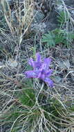 Image of Iris tigridia Bunge ex Ledeb.