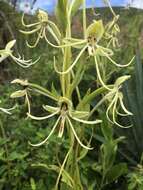 Habenaria macroceratitis Willd.的圖片