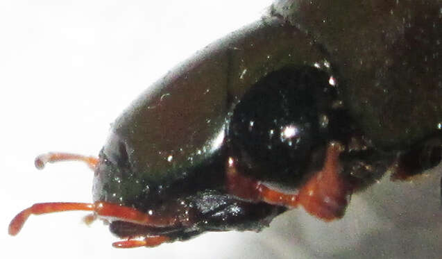 Image of Hydrophilus (Hydrophilus) senegalensis (Percheron 1835)
