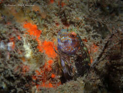 Image of Seaweed Blenny