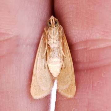 Image of Azenia templetonae Clarke 1937