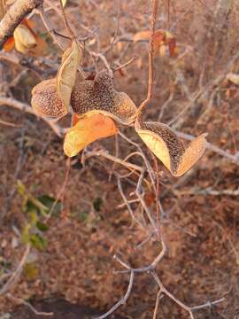 Image of Horn-pod tree