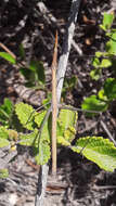 Image of Microcoema acuminata (Scudder & S. H. 1869)