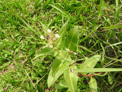 Image de Asclepias pratensis Benth.