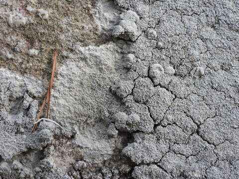 Image of Pertusaria corallina (L.) Arnold