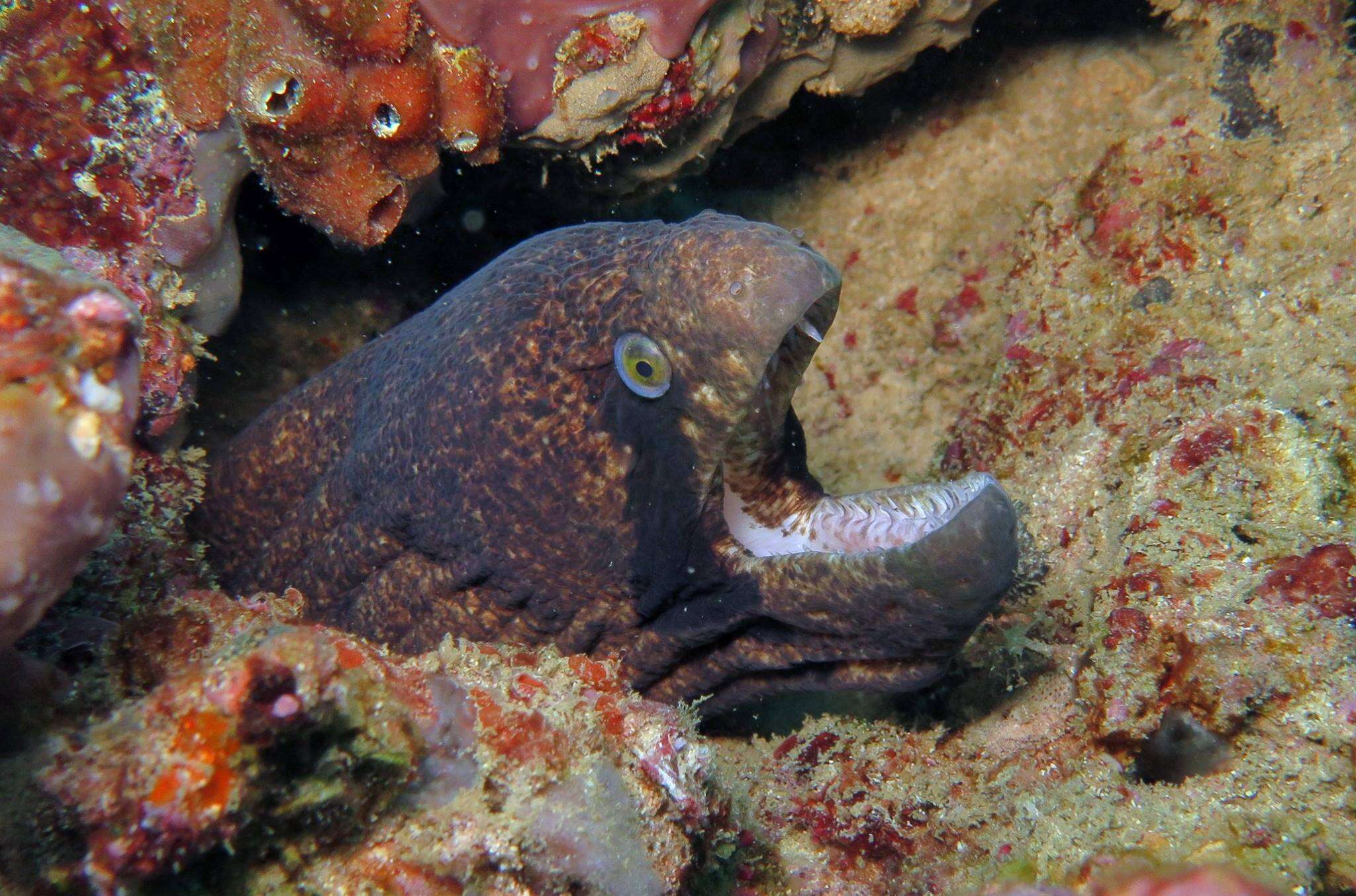 Image of Black cheek moray