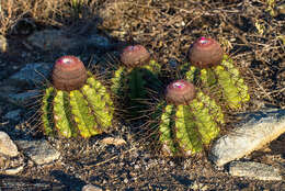 Melocactus ernestii Vaupel resmi