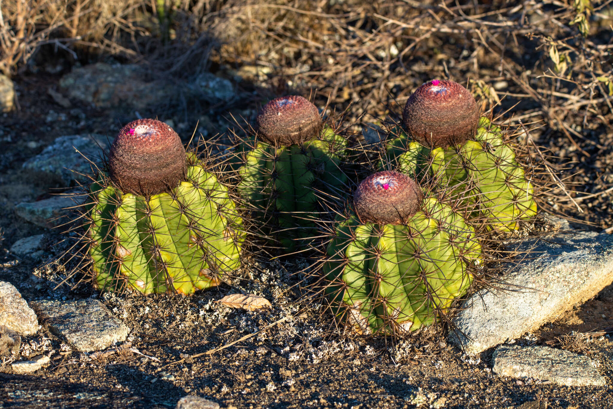 Image of Melocactus ernestii Vaupel