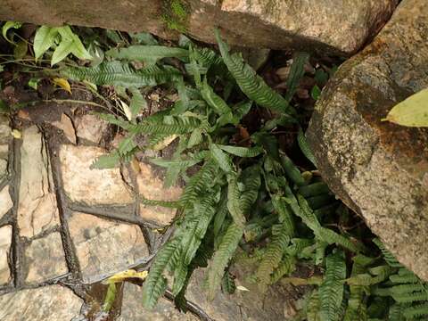 Imagem de Leptochilus pteropus (Bl.) Fraser-Jenk.