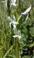 Image of Sierra bog orchid