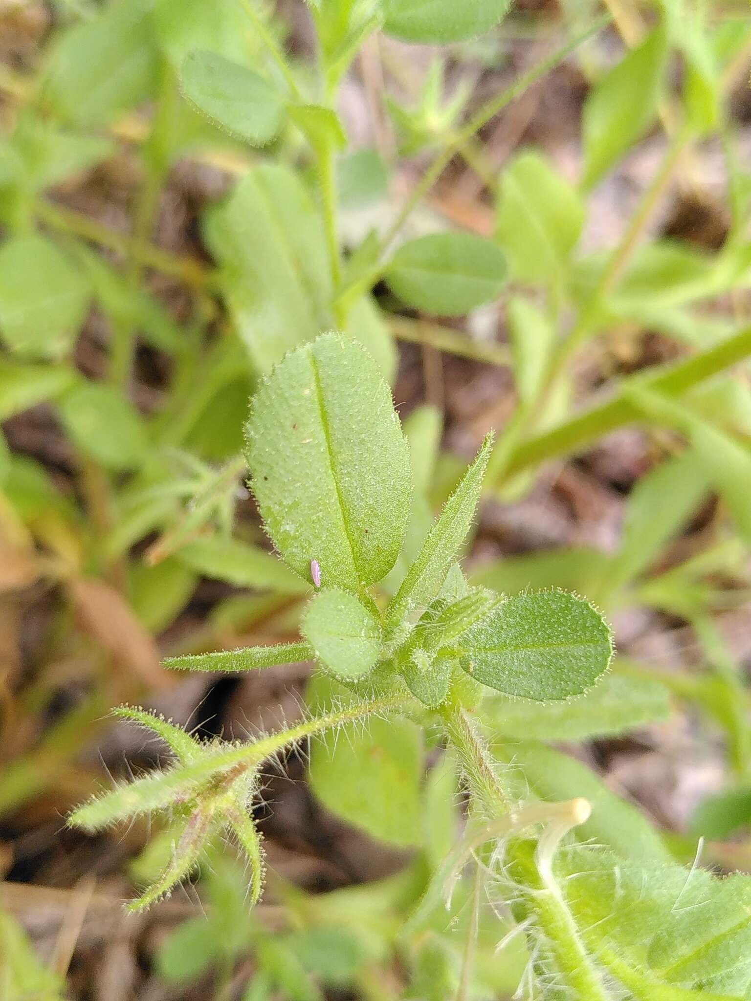 Image of Ononis viscosa subsp. breviflora (DC.) Nyman