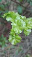 Image of Antarctic Beech