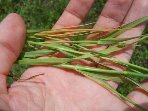 Image of Carolina canarygrass