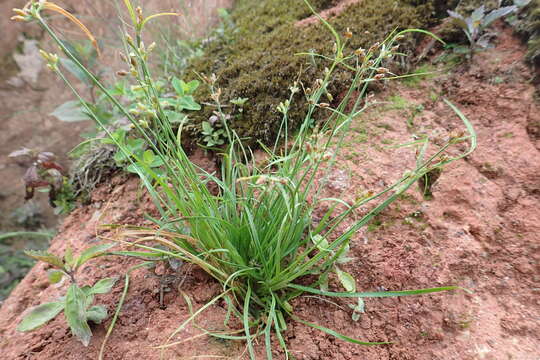 Image of Fimbristylis dichotoma var. ochotensis (Meinsh.) T. Koyama