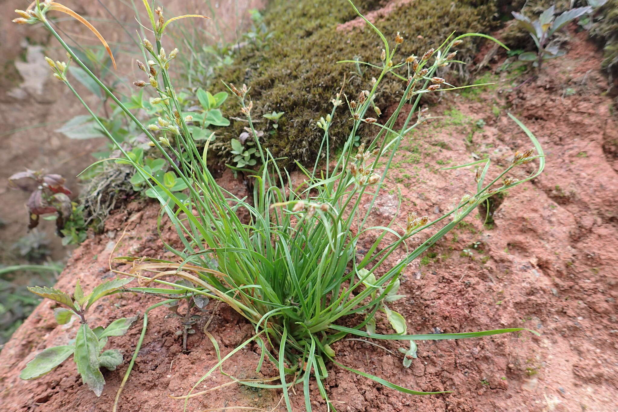 Image de Fimbristylis dichotoma var. ochotensis (Meinsh.) T. Koyama