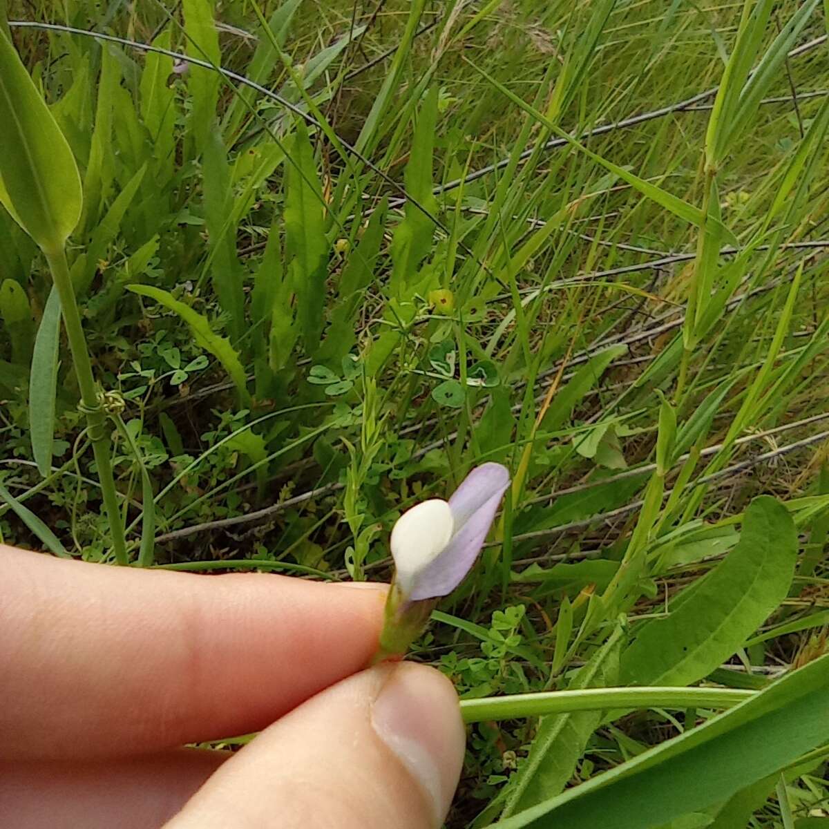 Слика од Vicia bithynica (L.) L.