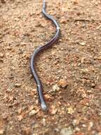 Image of Western Blind Snake