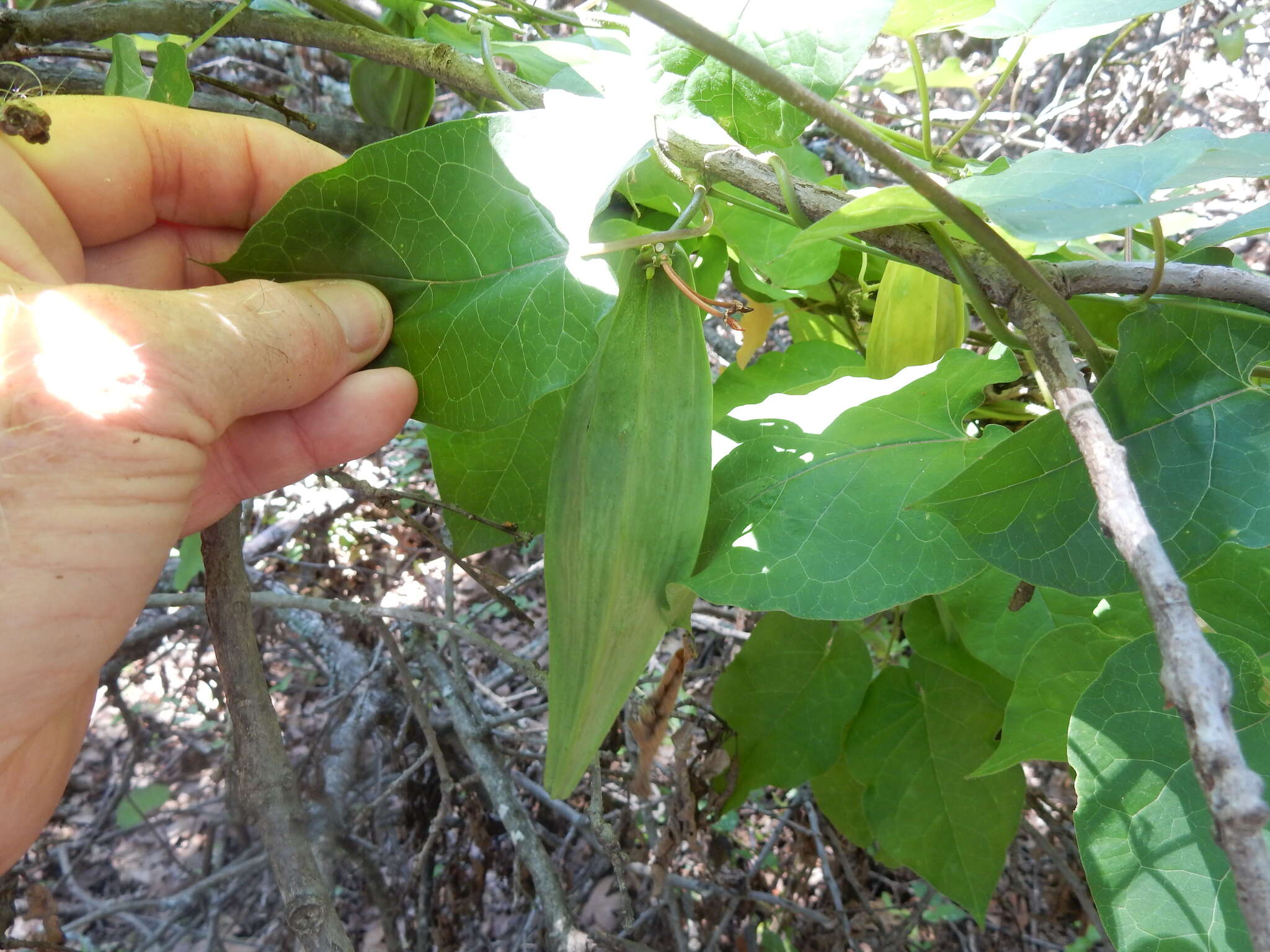 صورة Gonolobus suberosus (L.) Schult.