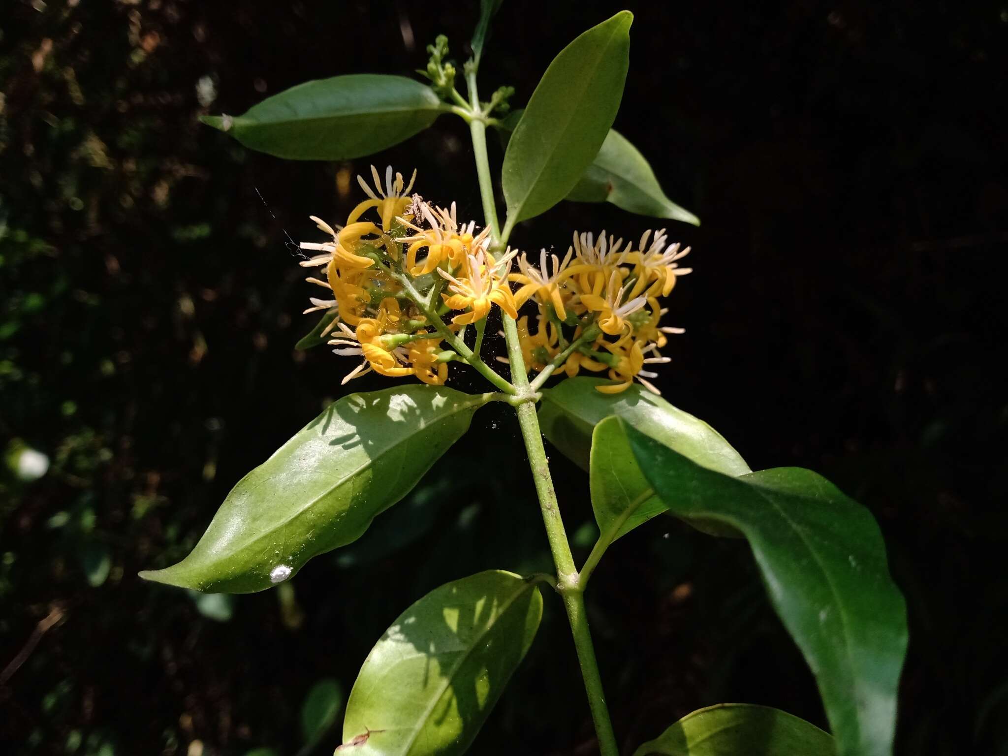 Image of Chiococca phaenostemon Schltdl.