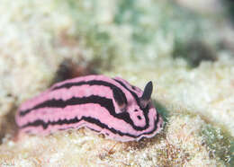 Image of Phyllidiella rosans (Bergh 1873)