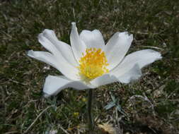 Image of Pulsatilla alpina subsp. font-queri Lainz & P. Monts.