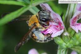 Image of Andrena chengtehensis Yasumatsu 1935