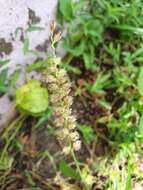 Image of Indian sandbur