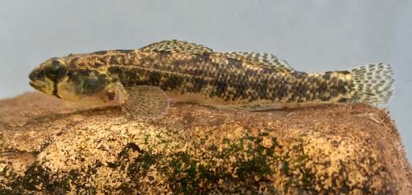 Image of Carolina Darter