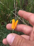 Image of tufted poppy