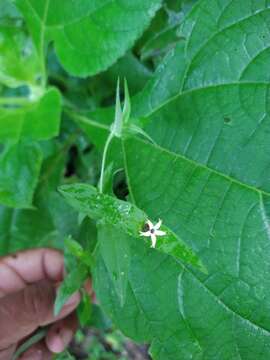 Image de Zinnia zinnioides (Kunth) Olorode & A. M Torres