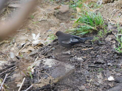 Image of Grey-winged Blackbird