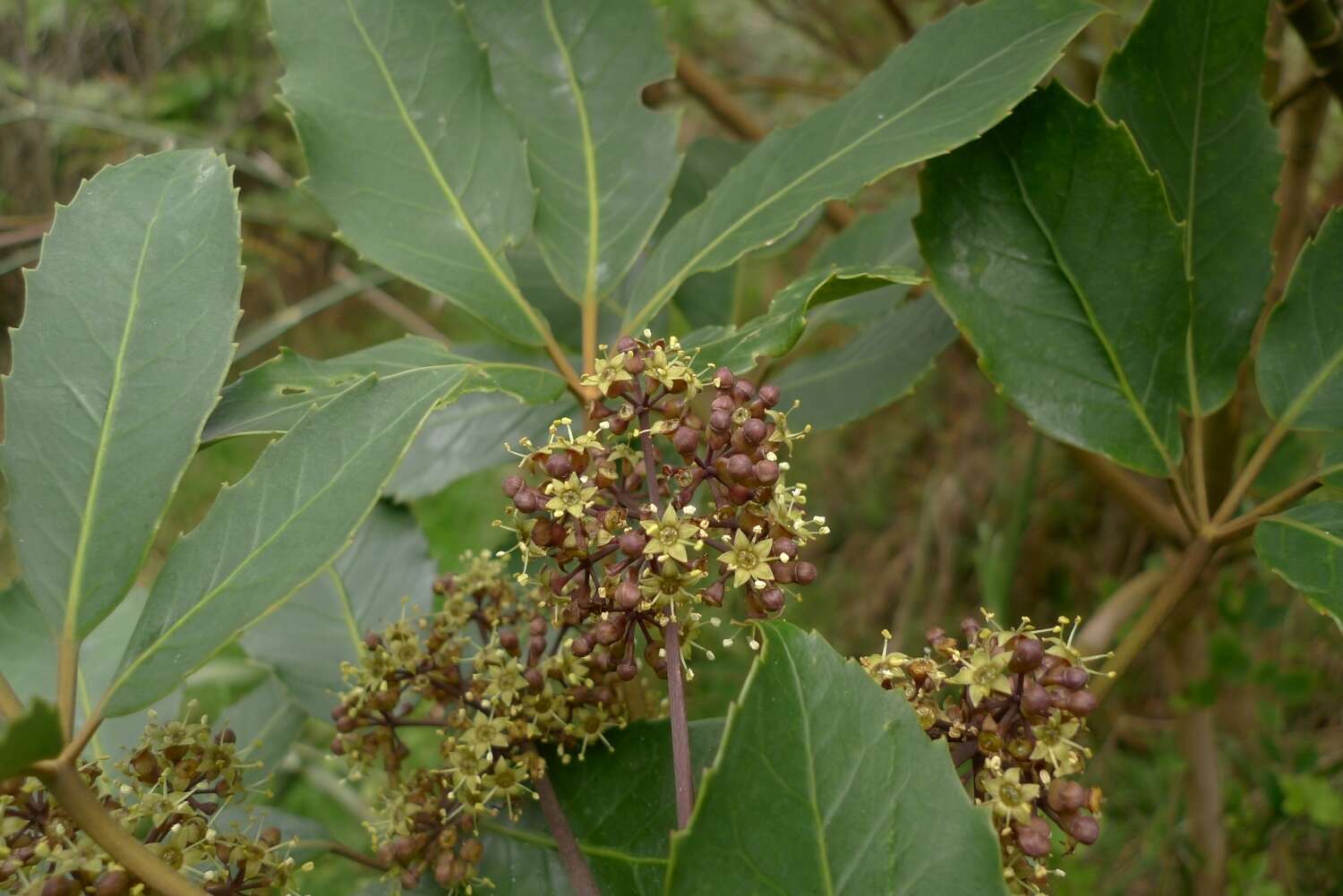 Sivun Neopanax arboreus (L. fil.) Allan kuva