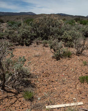 Image of Loa milkvetch