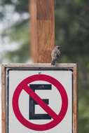 Image of San Cristobal Mockingbird