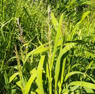 Image of Siberian melicgrass