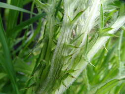 Image of spear thistle lacebug