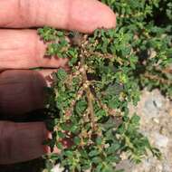 Image of clammy goosefoot