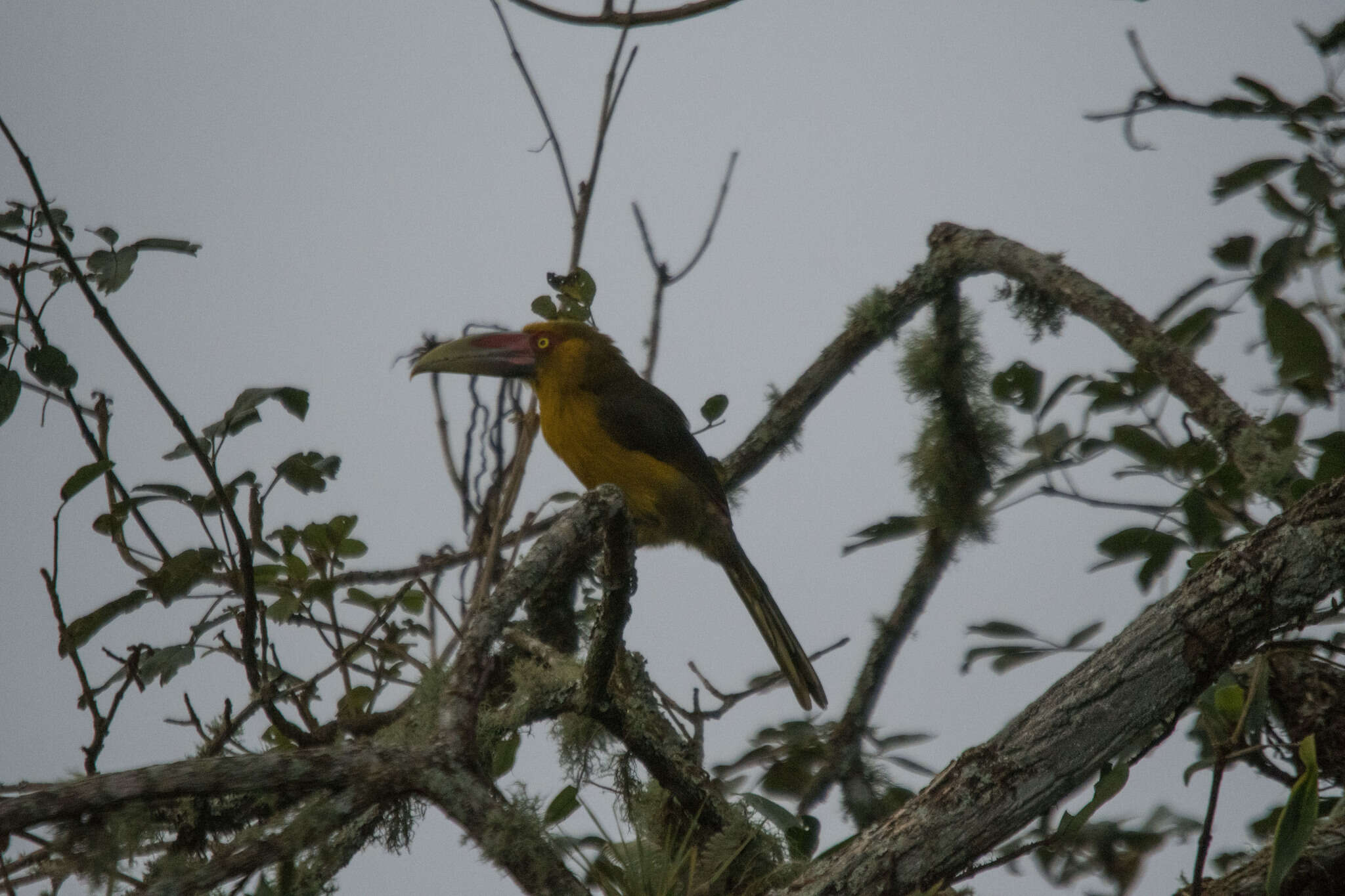 Image of Saffron Toucanet