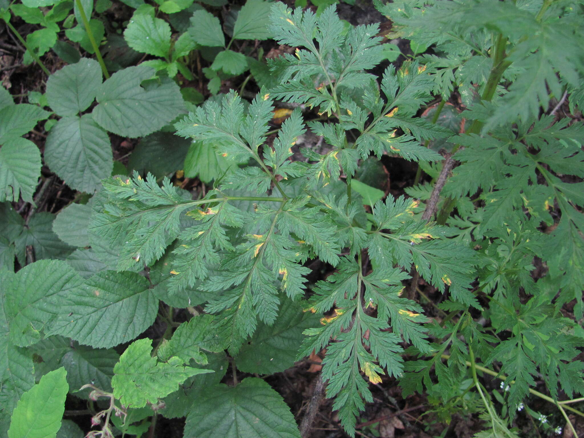 Image of Eleutherospermum cicutarium (M. Bieb.) Boiss.